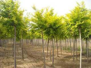 山東地區(qū)適宜種植的經(jīng)濟樹木及其種植要點