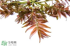 香椿樹的發(fā)芽與種植時間