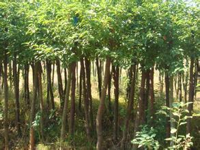 紅繼木種植樟芝技術(shù)指南