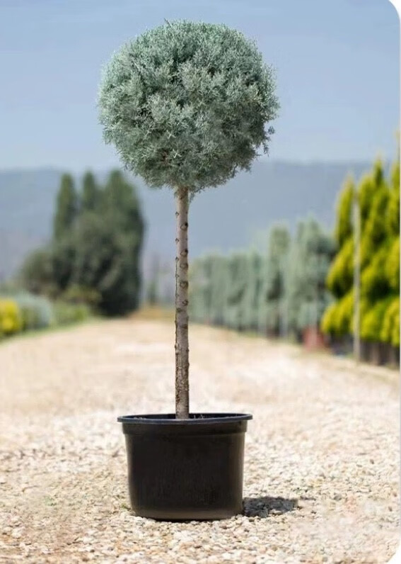 庭院種樹指南 前后屋如何科學選擇與種植樹木