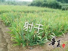 精品射干供應(yīng) 旭東苗木種植專業(yè)合作社的卓越樹木