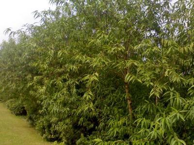 如皋德華草坪苗木園藝 專業(yè)綠化苗木與草坪供應(yīng)基地