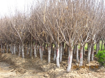 沭陽櫻花供應(yīng)基地 品質(zhì)與價(jià)格的完美結(jié)合