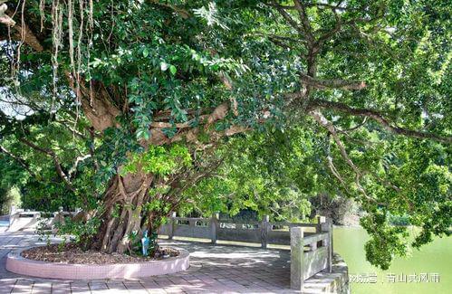 庭院里最值得種植的樹(shù)木，你知道嗎？