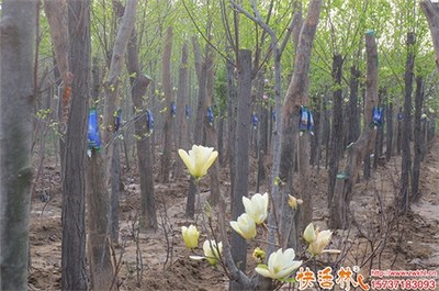 樹木苗圃生根粉選用指南 優選種類與市場價格解析