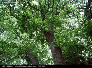 綠色茂盛 樹木的生命力與美學