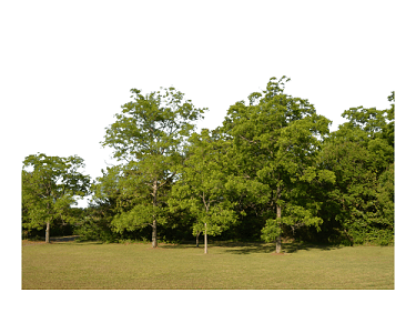 森林之魂——論樹木在生態系統中的基石作用