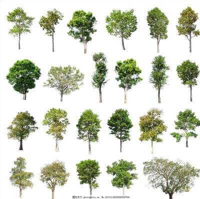 樹木 地球的綠色衛士